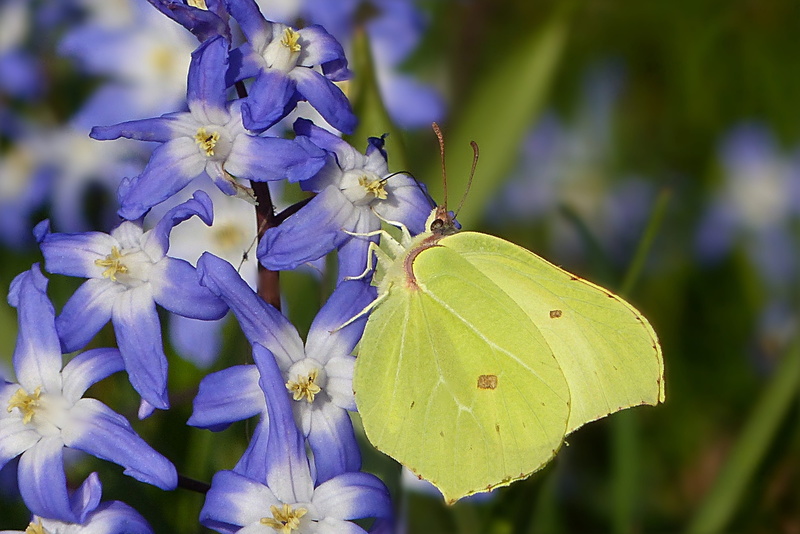 blue, nature, butterfly, flowering plant, animals in the wild, gonepteryx, animal wing, focus on foreground, early bloomer, insect, plant, flower head