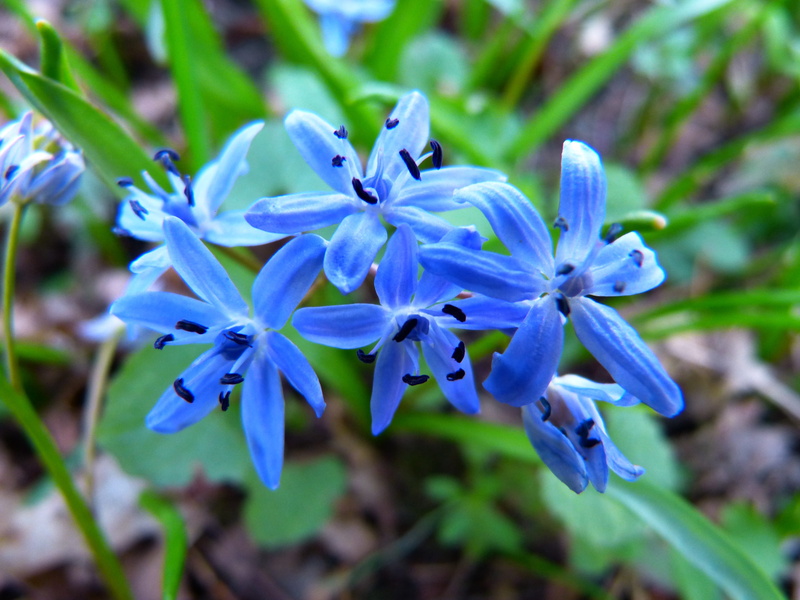 plant, blue, Blossom, close-up, springtime, freshness, growth, no people, botany, flowers, bloom, inflorescence, photography, shallow, 4K, Flower, petal