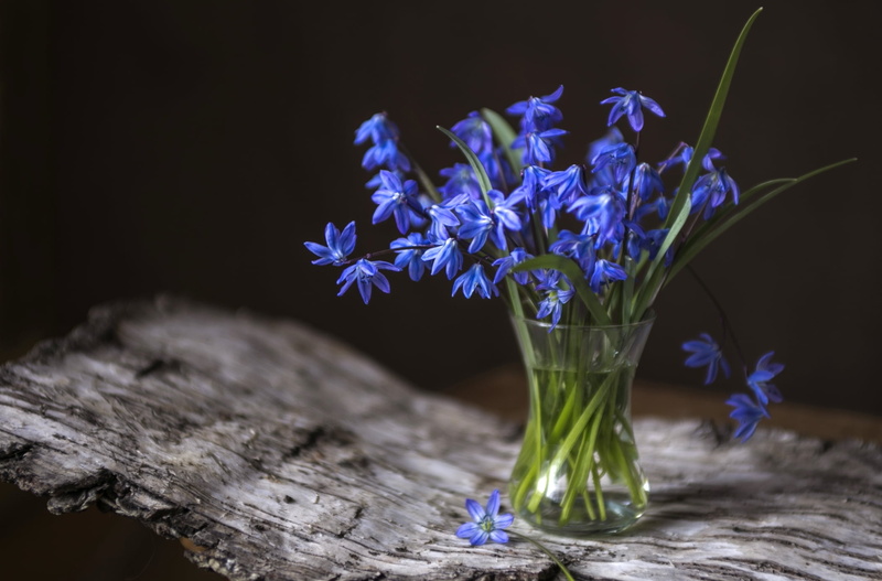 no people, flowering plant, freshness, nature, lily, primrose, indoors, 1080P, still life, vulnerability, glass - material, close-up, flower head, vase