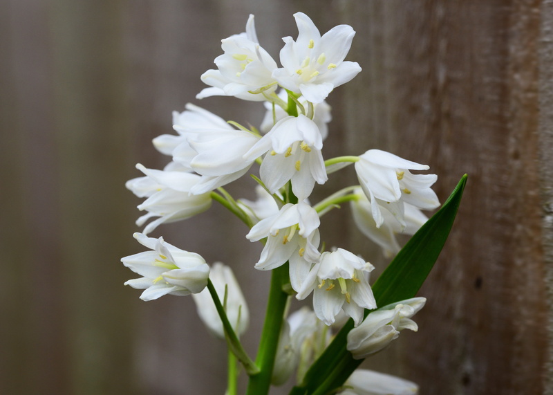 vulnerability, flower head, day, inflorescence, beauty in nature, white color, bell flower, growth, perennial, freshness, bulb, flower arrangement, wild