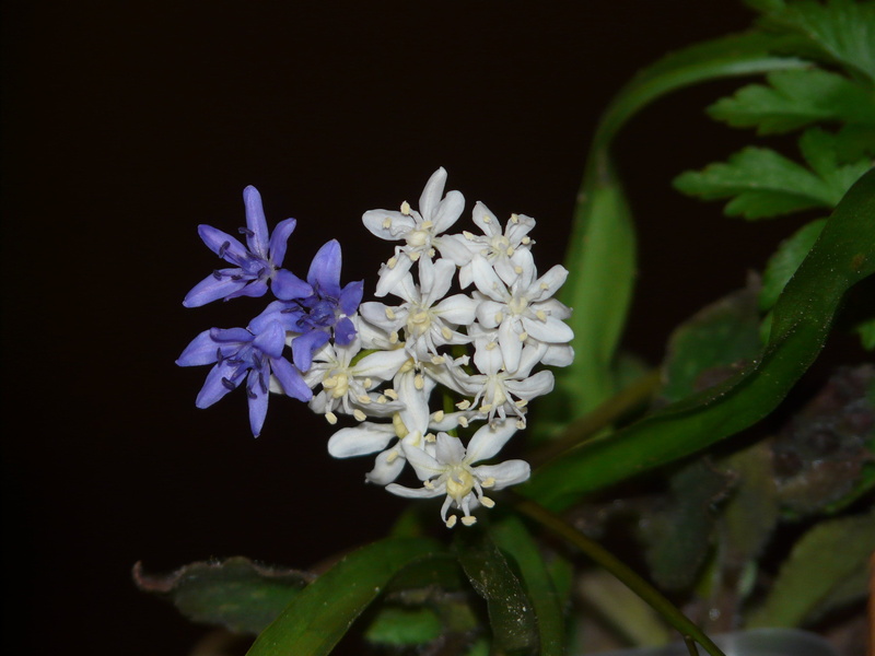 growth, close-up, flower, spring, flower head, black background, spring flower, freshness, white color, purple, white, nature, 2K, blossom, blue, scilla