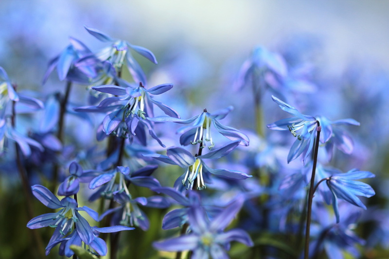 scilla, blue, shallow, freshness, no people, vulnerability, purple, flower head, photography, summer, bluebell, focus, spring, plant, beauty in nature