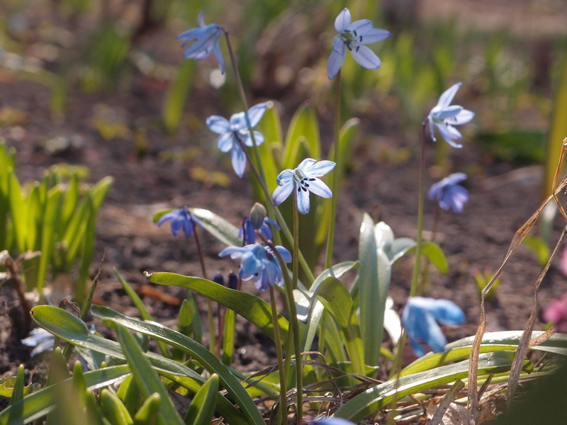 freshness, selective focus, spring, field, vulnerability, day, plant stem, purple, inflorescence, spring flowers, blue flowers, no people, flower, blue