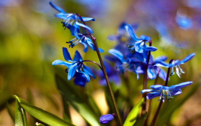 1080P, flowers, macro, primrose, snowdrops, Scilla, spring, blue