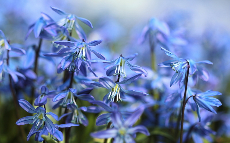 scilla, bloom, close-up, 4K, spring backgrounds