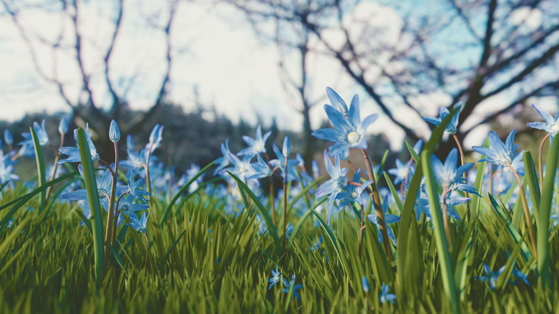 close up, freshness, flower, flowers, fragility, selective focus, tree, scilla siberica, chionodoxa siehei, 4K, flower head, tranquility, growth, spring