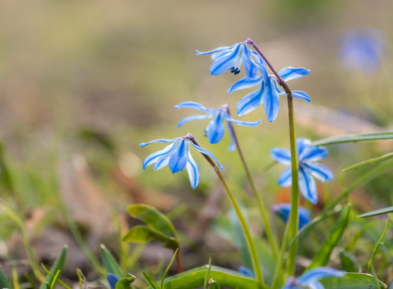 earlyspring, land, field, growth, selective focus, freshness, SiberianSquill, flower head, Macro, fragility, Spring, close-up, petal, Flower, harbingerofspring