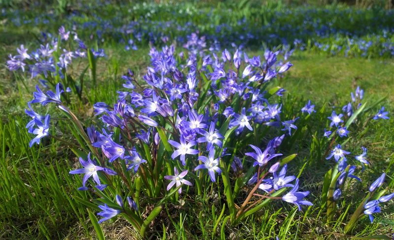 spring flower, outdoors, closeup, blomsterplantering, land, springfeelings, green, flowering, fragility, crocus, spring, focus on foreground, purple, beauty in nature