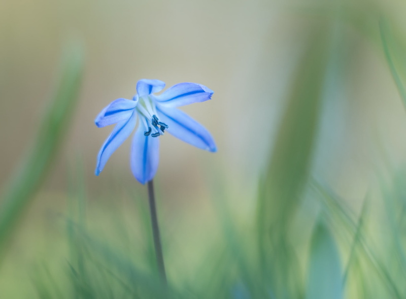 Photography, Bloom, 1080P, focus on foreground, Scilla, Spring, flora, Seasons, WoodSquill, Nature, fragility, plant, harbingerofspring, petal, earlyspring