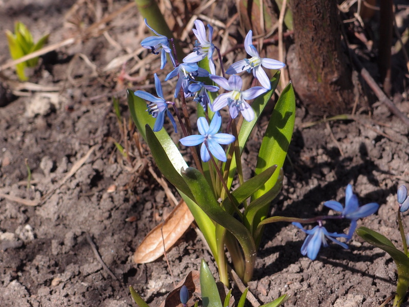 freshness, 2K, fragility, inflorescence, close-up, butterfly - insect, flowering plant, springtime, sheet, leaf, spring, season, scilla, field, petal