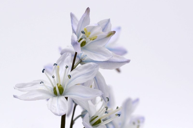 blue, no people, flower head, white, flowers, botany, spring flower, spring, flowering plant, copy space, pollen, asparagus plant, flower arrangement, close-up