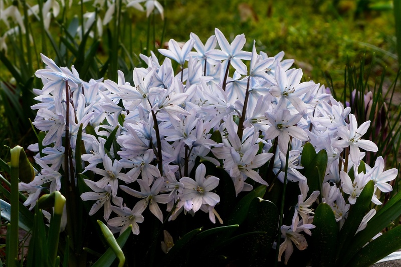 outdoors, botany, blue, growth, flower, white, close-up, fragility, flower head, nature, pollen, petal, early bloomer, flowering plant, 2K, no people