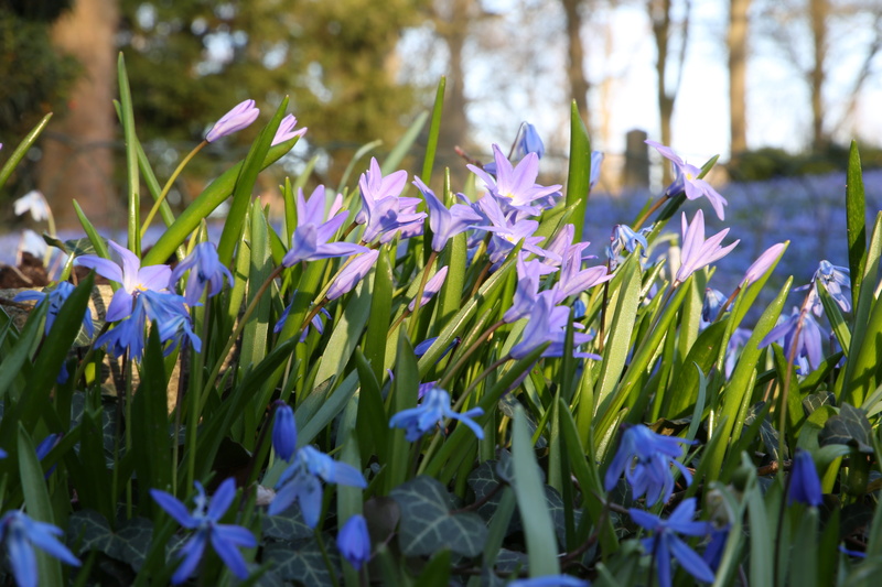 early bloomer, selective focus, land, beauty in nature, day, blue star, 5K, flower, vulnerability, petal, fragility, purple, scilla, inflorescence, plant
