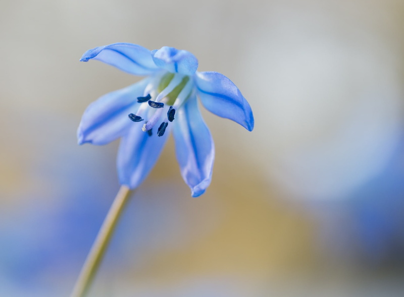 flora, WoodSquill, harbingerofspring, flower head, selective focus, Blue, day, growth, inflorescence, Flower, purple, Macro, Bloom, close-up, Squill, freshness