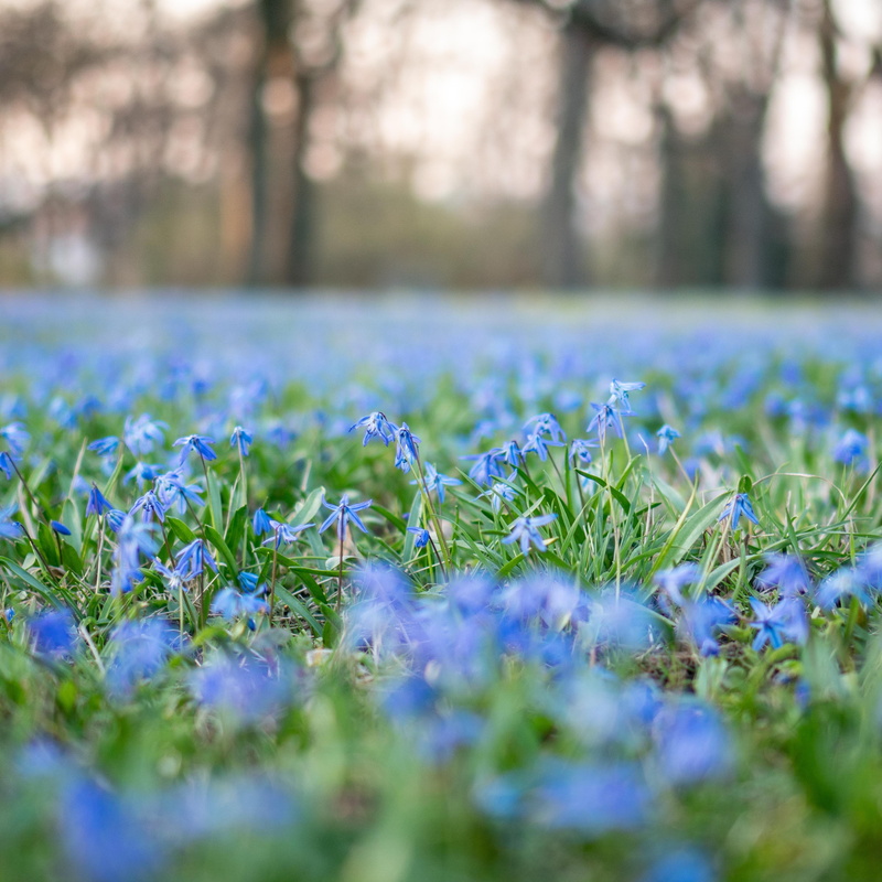 flowering plant, 2K, no people, tranquility, blossom, land, close-up, springtime, awakening, scilla, spring beauty, flower, march, plant, grass, surface level