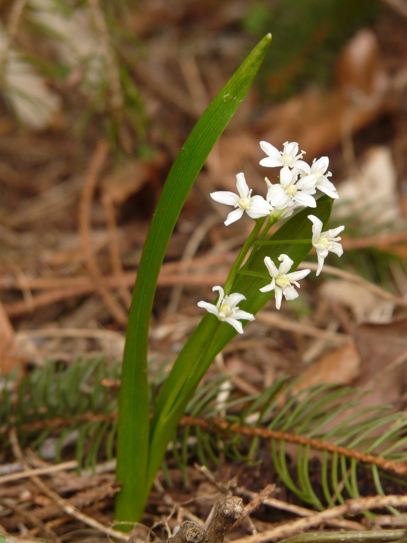 flowering plant, gift, white color, land, toxic, focus on foreground, nature, growth, forest plant, close-up, blue star, forest flower, no people, flower head