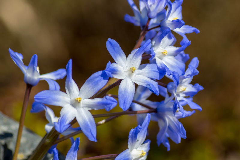 petal, flower head, plant, photography, season, no people, botany, flower, fragility, growth, flowers, white, focus on foreground, outdoors, flowering plant