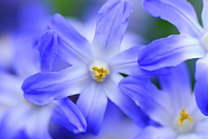 macro, ornamental garden, petal, inflorescence, stamen, growth, no people, close-up, plant, vulnerability, selective focus, spring, blossom, fragility