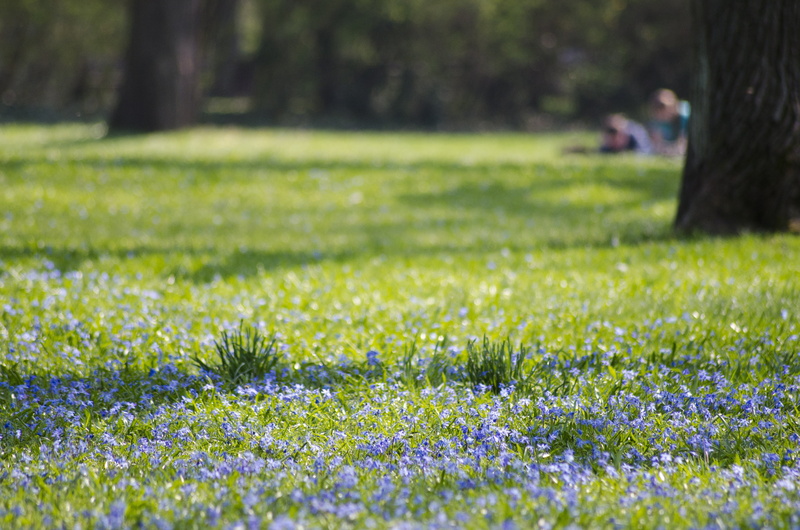 people, peter josef lenné, springtime, 4K, park, nature, north park, flowerbed, day, glory, garden, green color, outdoors, blue, plant, selective focus
