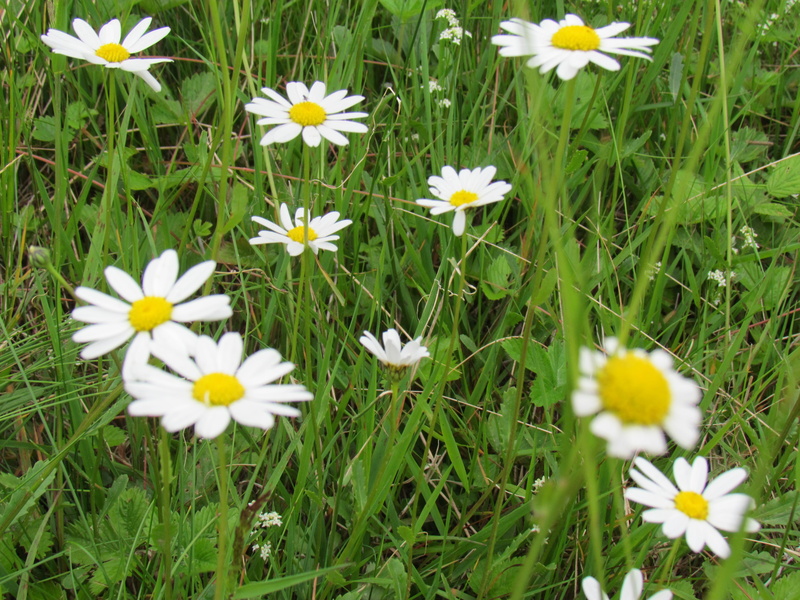 beauty in nature, close-up, plant, white color, inflorescence, flower head, yellow, outdoors, fragility, springtime, daisy, flowering plant, no people