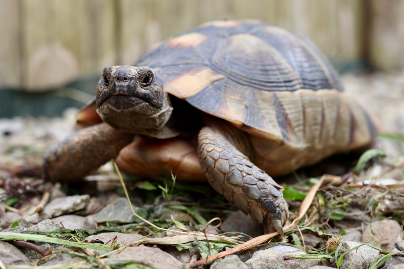 animal head, 5K, reptile, animal themes, vertebrate, greek tortoise, animal wildlife, no people, shell, animal shell, close-up, animals in the wild, animal