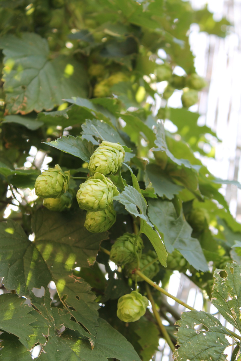 green, day, hopfendolde, close-up, branch, umbel, brew, 4K, genuine hops, hop garden, beer brewing, plant, green color, hops, engine, outdoors, harvest