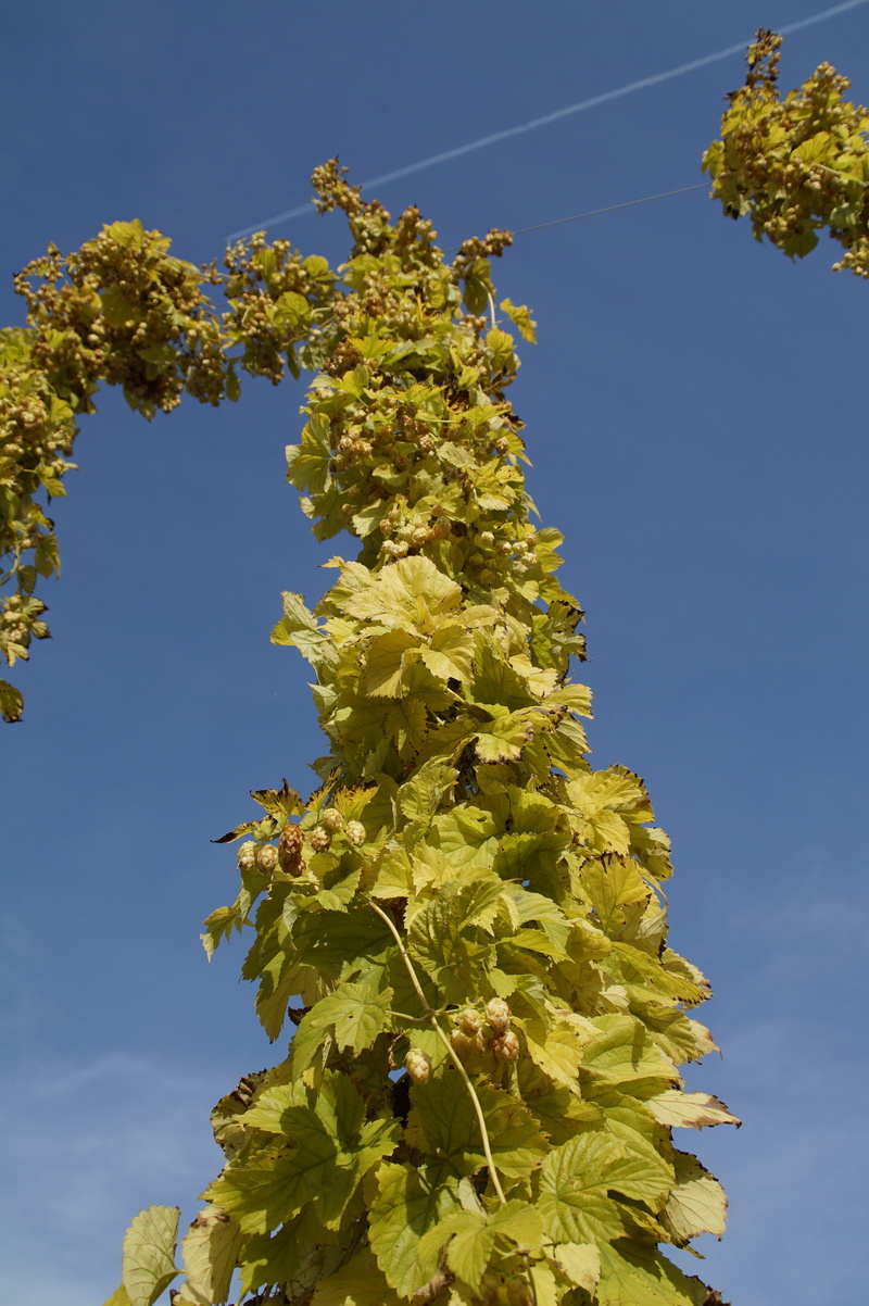 day, climber, nature, plant part, clear sky, tranquility, outdoors, genuine hops, close-up, beauty in nature, hops fruits, blue, yellow, no people, beer brewing