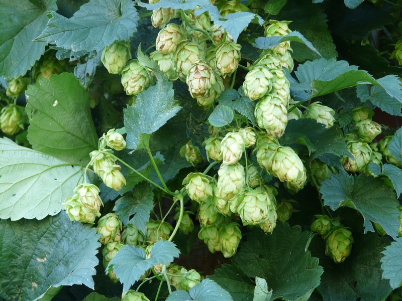 Fruits, outdoors, growth, nature, beer brewing, beer, hops fruits, green color, photography, raw food, beauty in nature, no people, day, leaf, medicinal plant