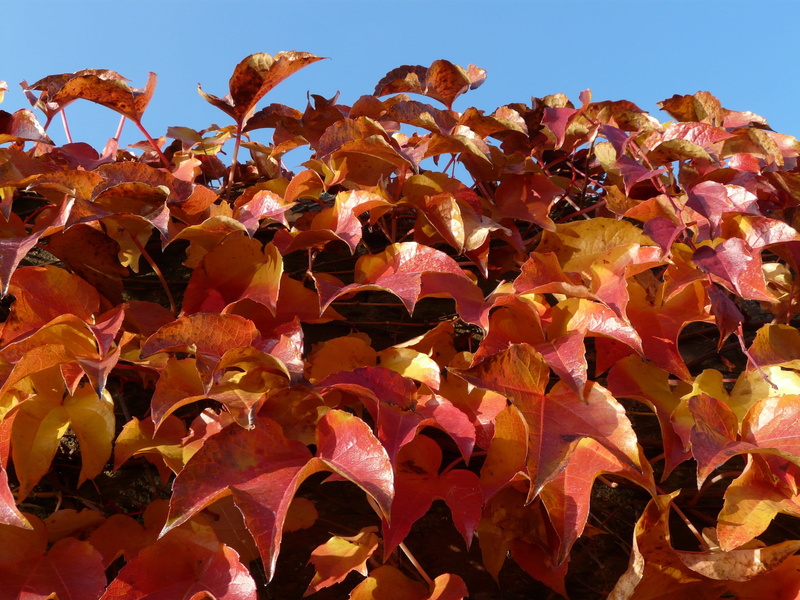 day, sunlight, leaf, vitis, close-up, wild vine, clear sky, wine partner, sky, coloring, flowering plant, flower, wild grape vine, leaves, autumn, vine leaves