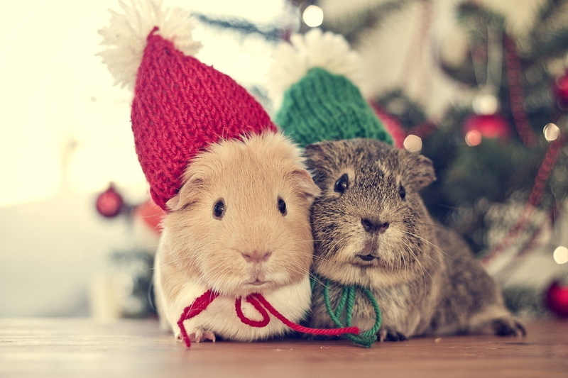 christmas, time, genuine, 1080P, animal, pig, animals
