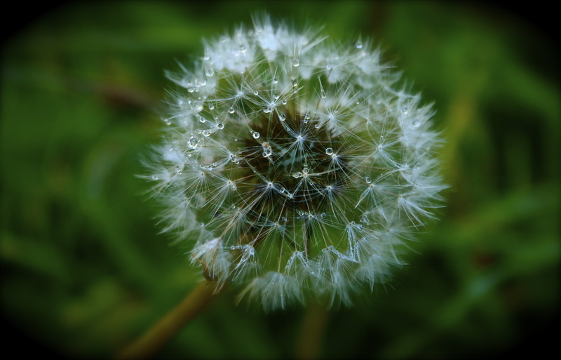 2K, dandelion, flower head, day, genuine, inflorescence, close-up, background, white color, dandelion seed, vulnerability, wildflowers, summer, freshness