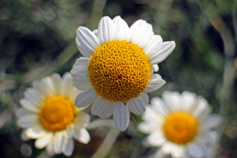 nature, flowerbed, medicinal herb, wild flower, close-up, flower, blossom, genuine chamomile, vulnerability, flowering plant, flower head, pollen, chamomile