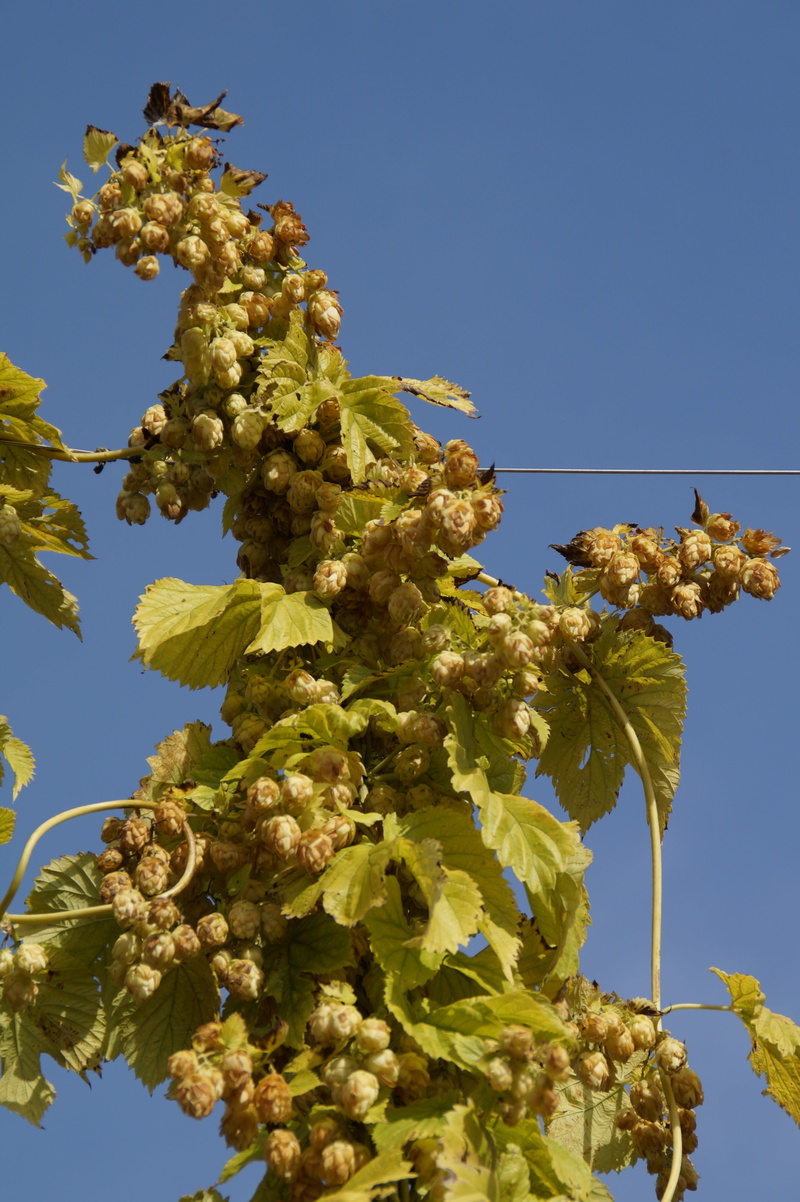 leaf, hops fruits, day, tree, 5K, close-up, clear sky, plant part, no people, fragility, sky, growth, hops, nature, beer brewing, sunlight, autumn, genuine hops