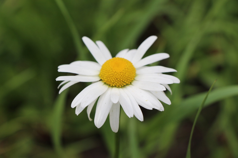 close-up, genuine chamomile, camomile field, summer, focus on foreground, yellow, freshness, naturopathy, flower, purity, vulnerability, fragility, 5K