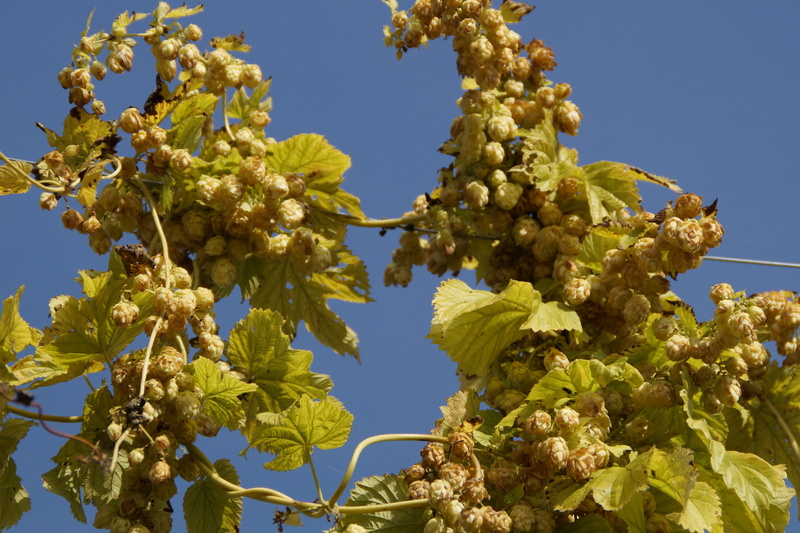flower, umbel, freshness, leaf, hops, nature, sky, outdoors, climber, day, genuine hops, food and drink, beer brewing, 5K, beauty in nature, clear sky