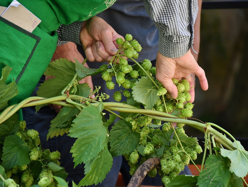 pick, hops, occupation, plants, freshness, nature, 4K, outdoors, tradition, umbel, one person, holding, food and drink, farmer, hallertau, hop garden