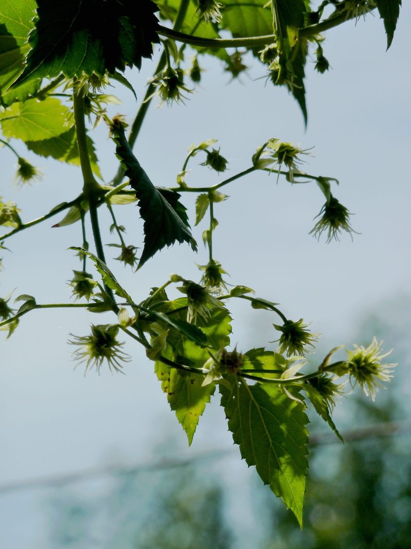 hallertau, pluck, climber, brew, hops fruits, umbel, humulus lupulus, green color, green, leaves, tranquility, outdoors, sunlight, no people, close-up