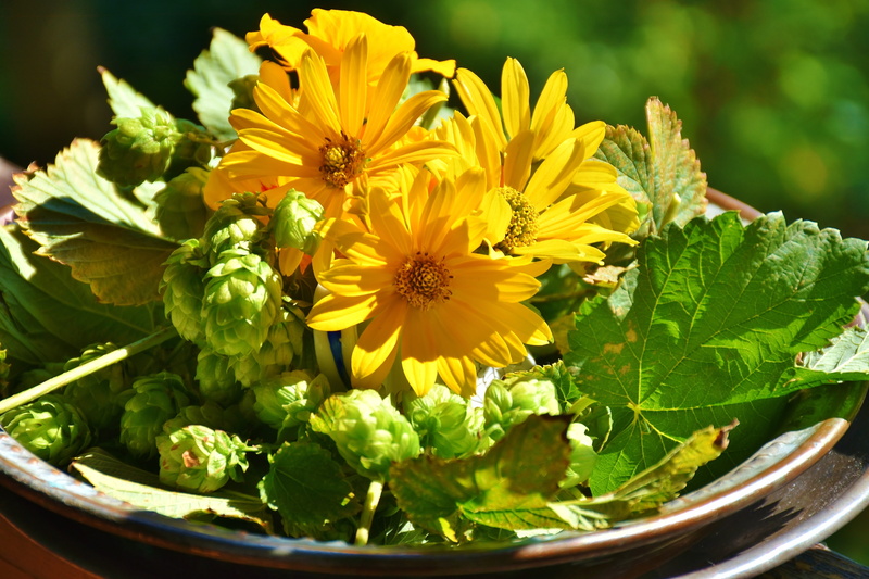 arrangement, shell, inflorescence, brown, beauty in nature, pollen, yellow, flower pot, nature, botany, flower head, focus on foreground, daisies, vulnerability