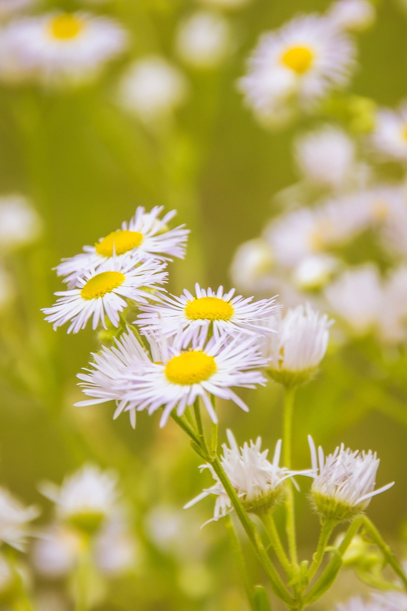 no people, flower, yellow, herb, growth, white, beauty in nature, nature, chamomile, vulnerability, herbs, day, pollen, fragility, inflorescence, plants