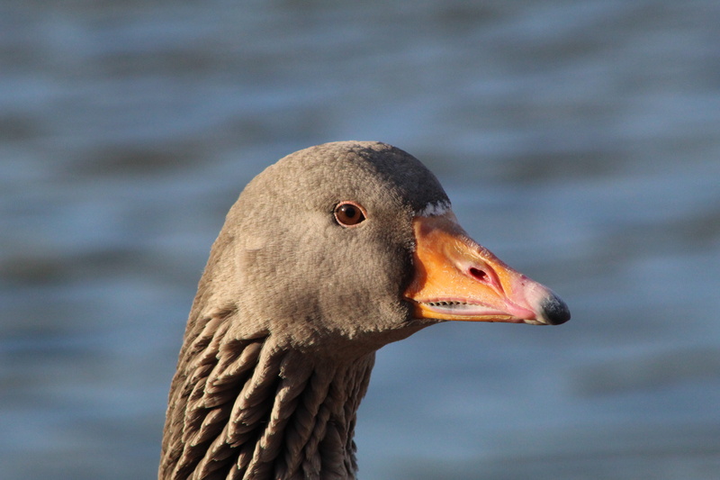 military, animal neck, sea life, animal eye, swan, eating, animal head, close-up, duck, crawdad, day, animals in the wild, animal, focus on foreground