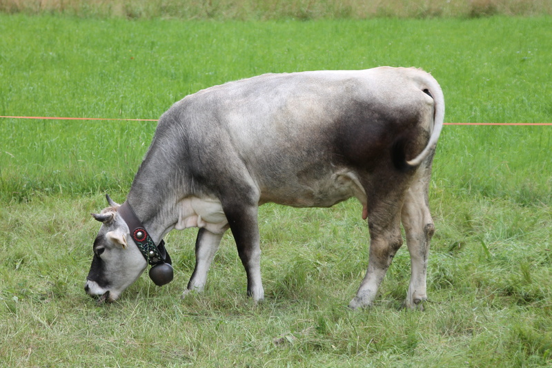 domestic animals, rural Scene, no people, farm, grass, herbivorous, domestic, animal themes, green color, Pasture, fauna, nature, plant, Prato, two animals