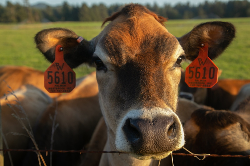 outdoors, one animal, pasture, field, domestic animals, mammal, angus, focus on foreground, day, text, calf, transportation, herd, livestock, farm, animal head
