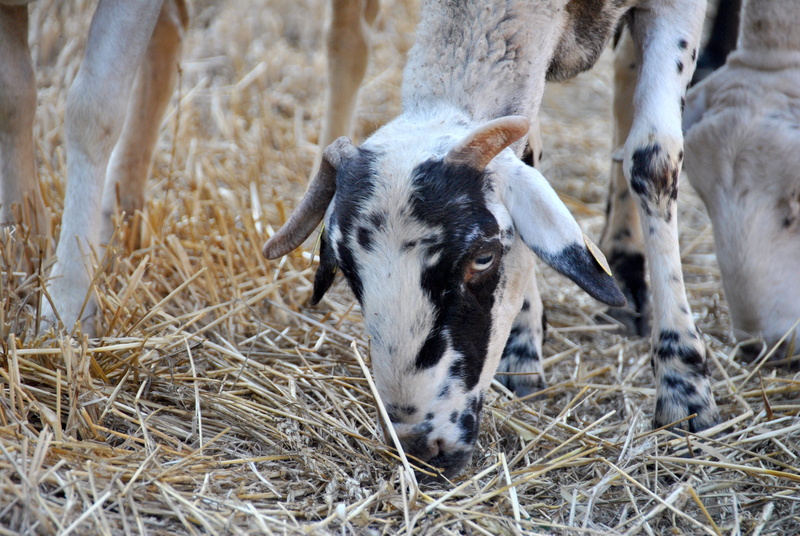 domestic, livestock, herbivorous, Goat, vertebrate, straw, pasture, plant, no people, farm, cowbell, Flock, hay, Sheep, Farm, young animal, cow, farm animal