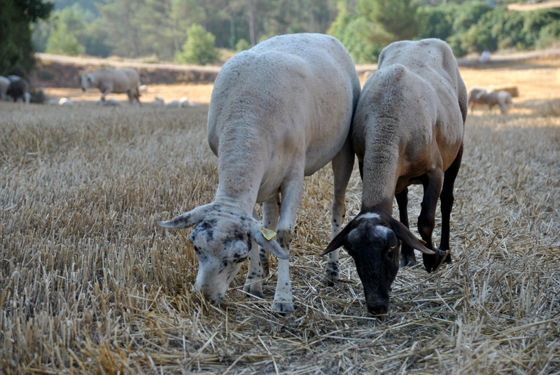 pasture, domestic, animals in the wild, animal themes, kid, sheep, animal family, mammal, farm animal, livestock, difference, group of animals, wool, herbivorous