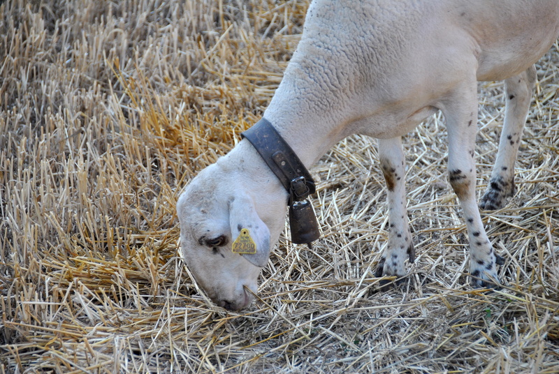 farm, livestock, meadow, pasture, animal themes, no people, land, farm animal, plant, field, vertebrate, domestic animals, day, outdoors, kid, 4K, agriculture