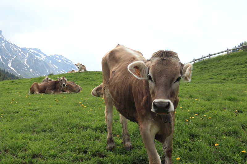 livestock, sky, cowbell, domestic animals, plant, green color, domestic, Mountain, field, rural scene, herbivorous, Italy, group of animals, land, 5K