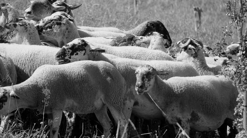 animals in the wild, large group of animals, kid, nature, pasture, vertebrate, farm animal, animal themes, domestic, lamb, animal wildlife, 5K, pets, herd