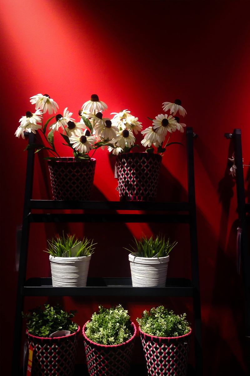 ikea alam sutera, plant, beauty in nature, flower pot, large group of objects, vulnerability, potted plant, arrangement, indoors, indonesia, herb, day