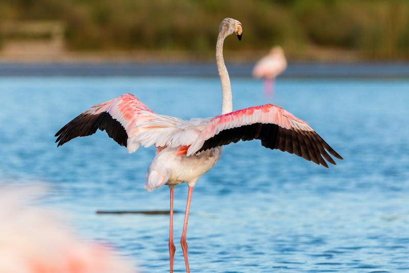tropical, exotic bird, animal, observation, flying, spread wings, exotic, creature, animal body part, vertebrate, water, feather, beak, water bird, focus on foreground