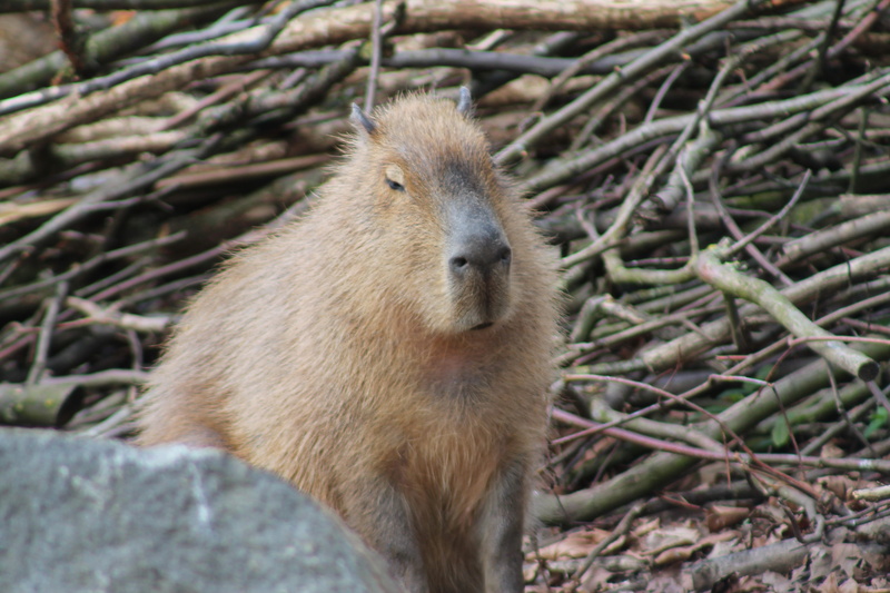 outdoors, cute, vertebrate, animal themes, observer, zoo, viewing, animal, animal world, animals in the wild, 4K, beautiful, nature, day, attention, field